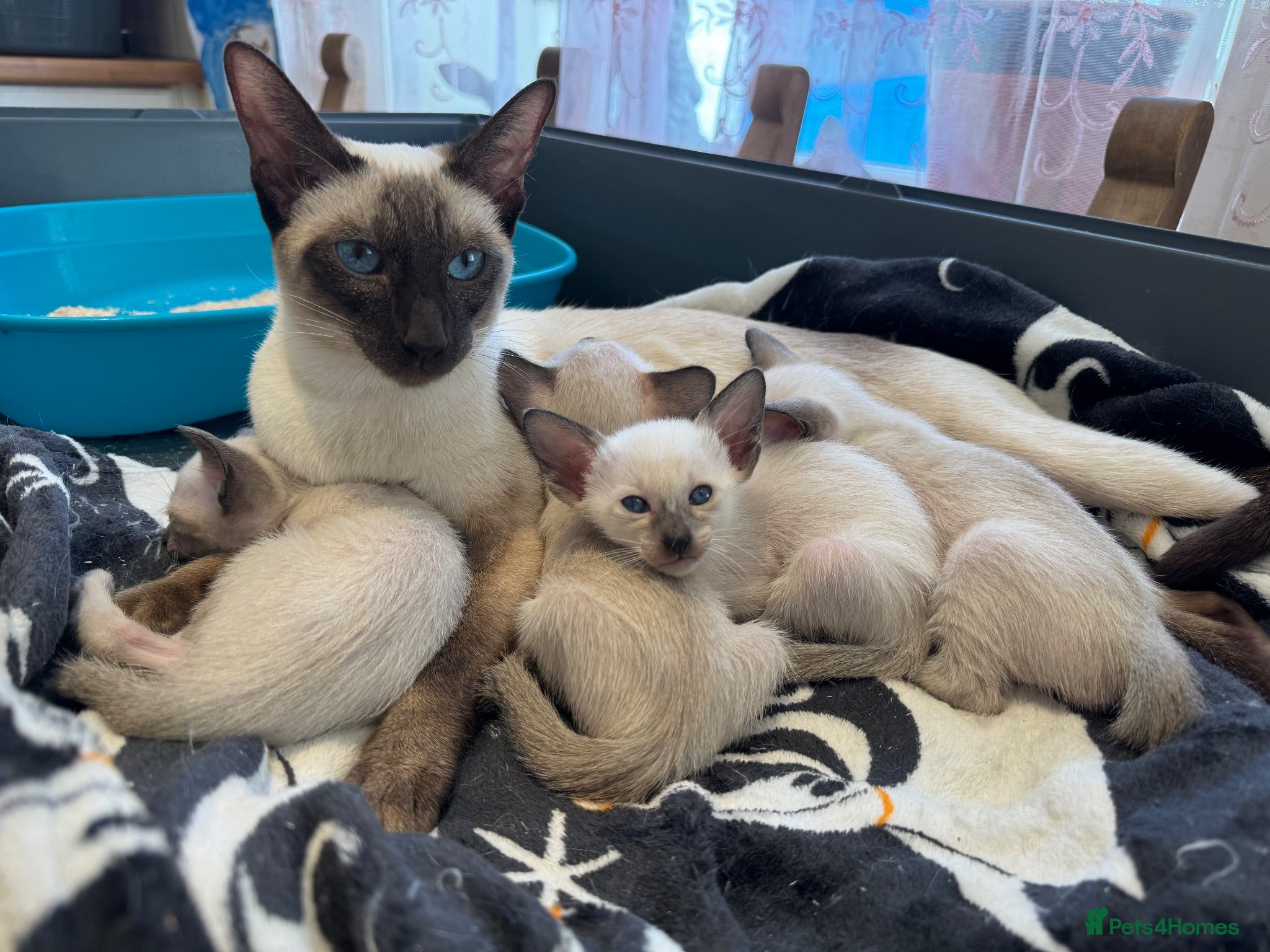 Siamese cats Siamese kittens- seal/Chocolate point  - Advert 1