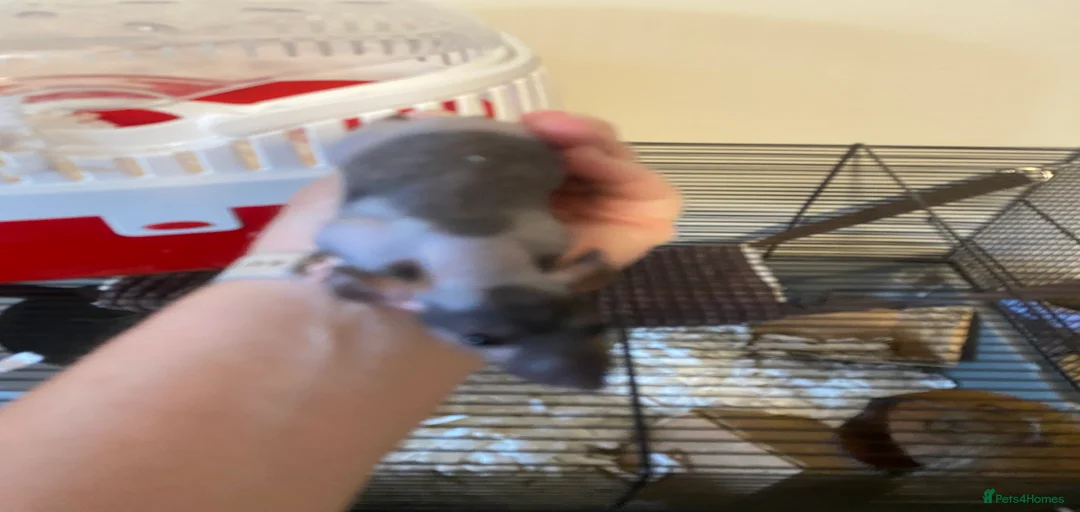 Gallery Image {{count}}