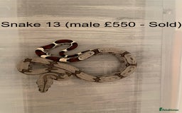 Boa Snake reptiles for sale: ✨ Stunning Red Tailed Suriname Boa’s (BCC) ✨ - Image 15