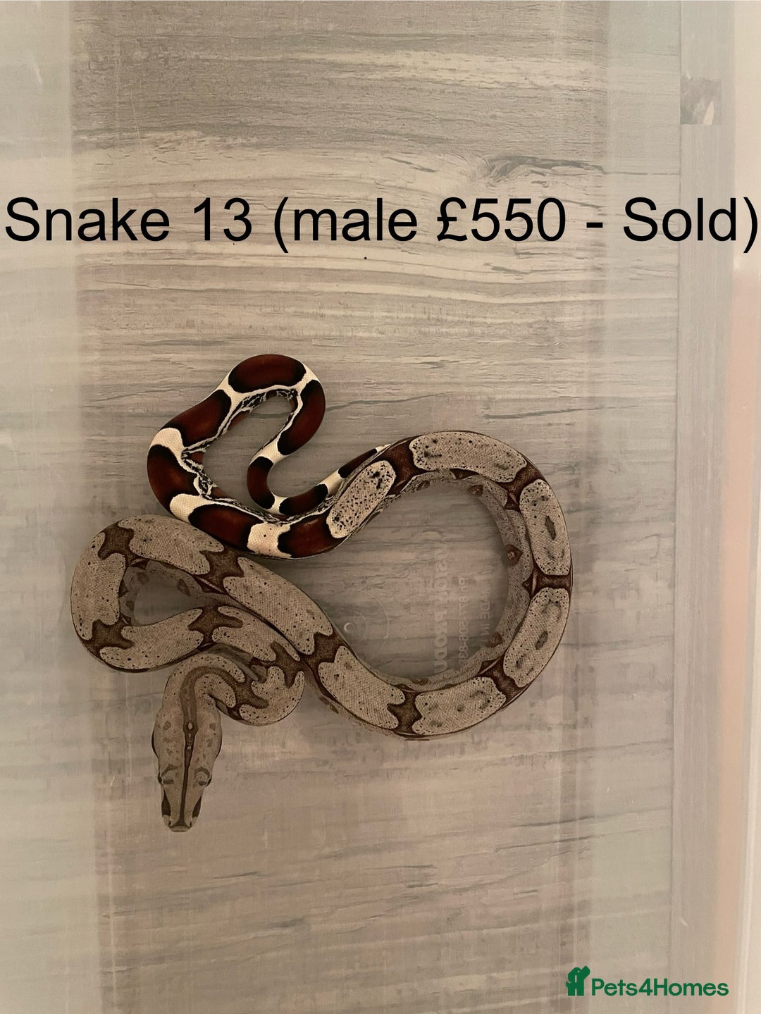 Boa Snake reptiles for sale: ✨ Stunning Red Tailed Suriname Boa’s (BCC) ✨ - Image 15