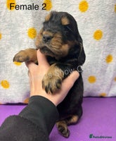 Cocker Spaniel dogs - Advert 2