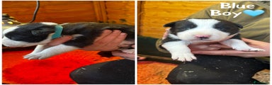 Border Collie Puppy 6
