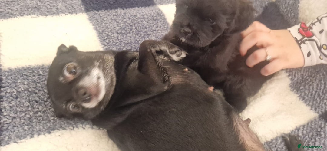 Mixed Breed cats for sale: Chihuahua x Terrier - Image 4