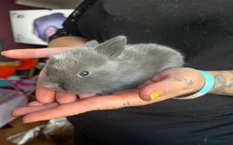 Lionhead rabbits for sale: 4 baby Lionhead rabbits - Advert 21