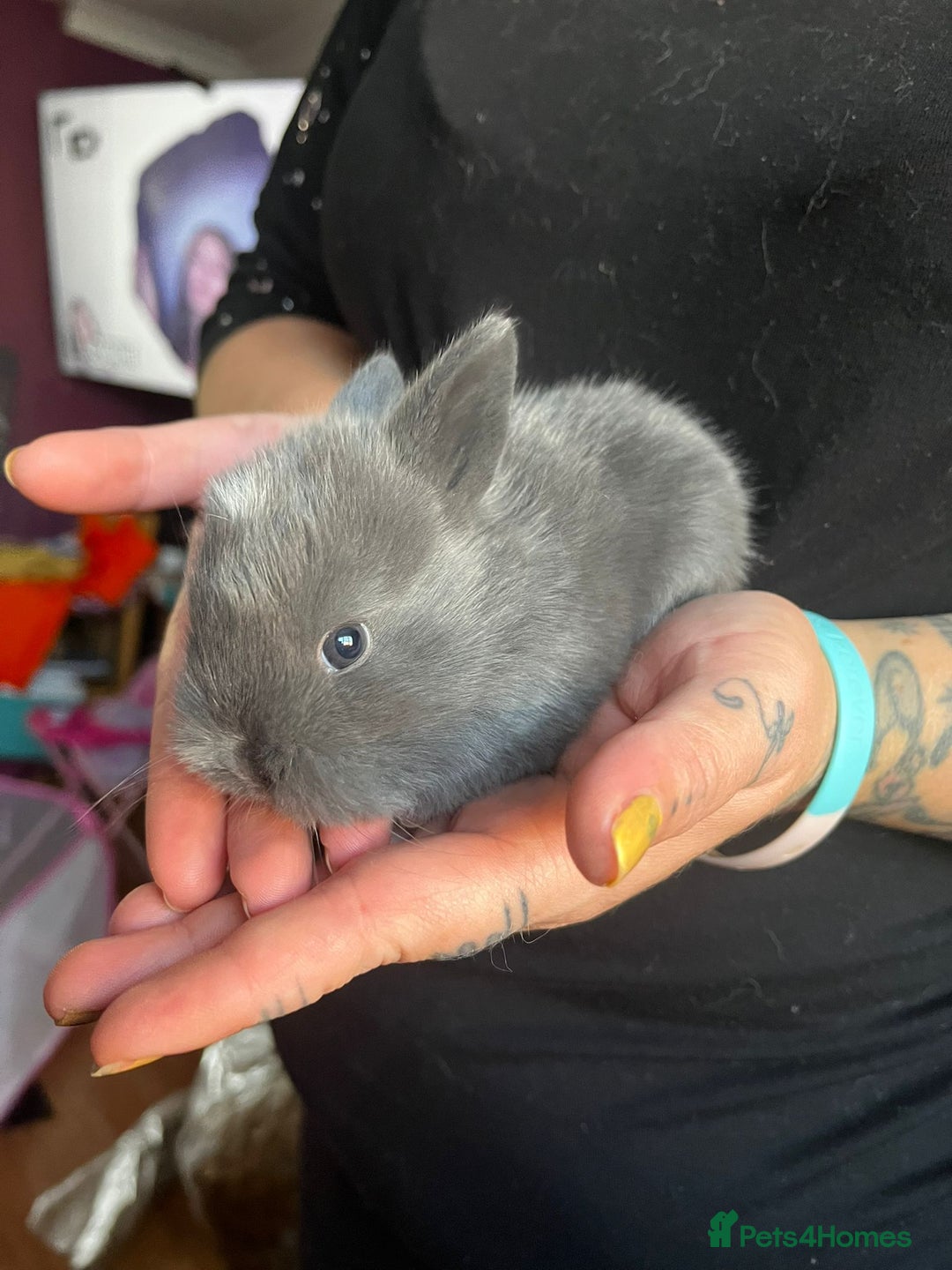 Lionhead rabbits for sale: 4 baby Lionhead rabbits - Advert 21