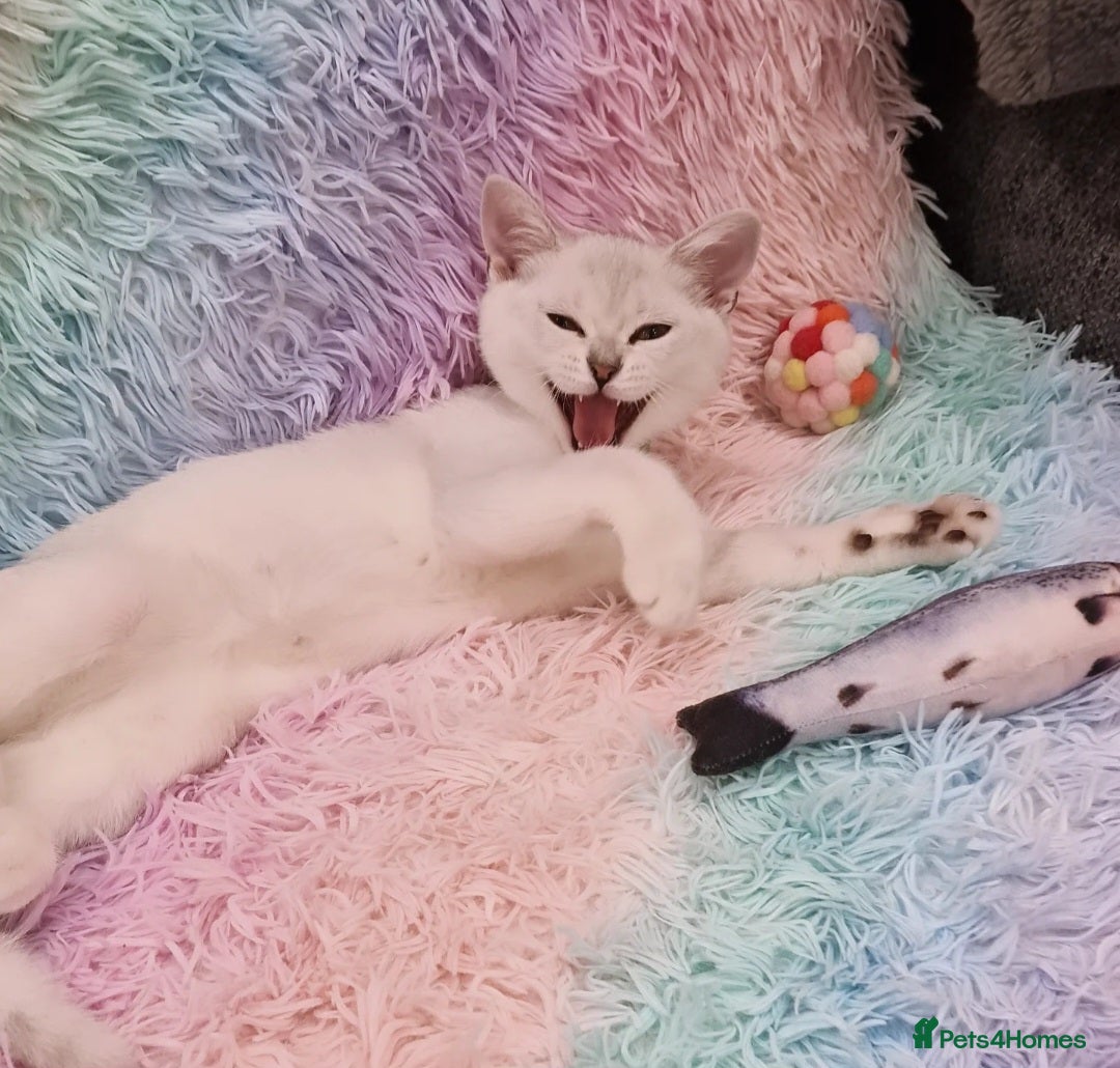 British Shorthair cats for sale: British Shorthair Silver Chinchilla  - Image 22