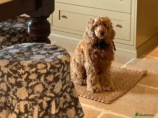 Cocker Spaniel dogs Golden Cocker Spaniel - Advert 1