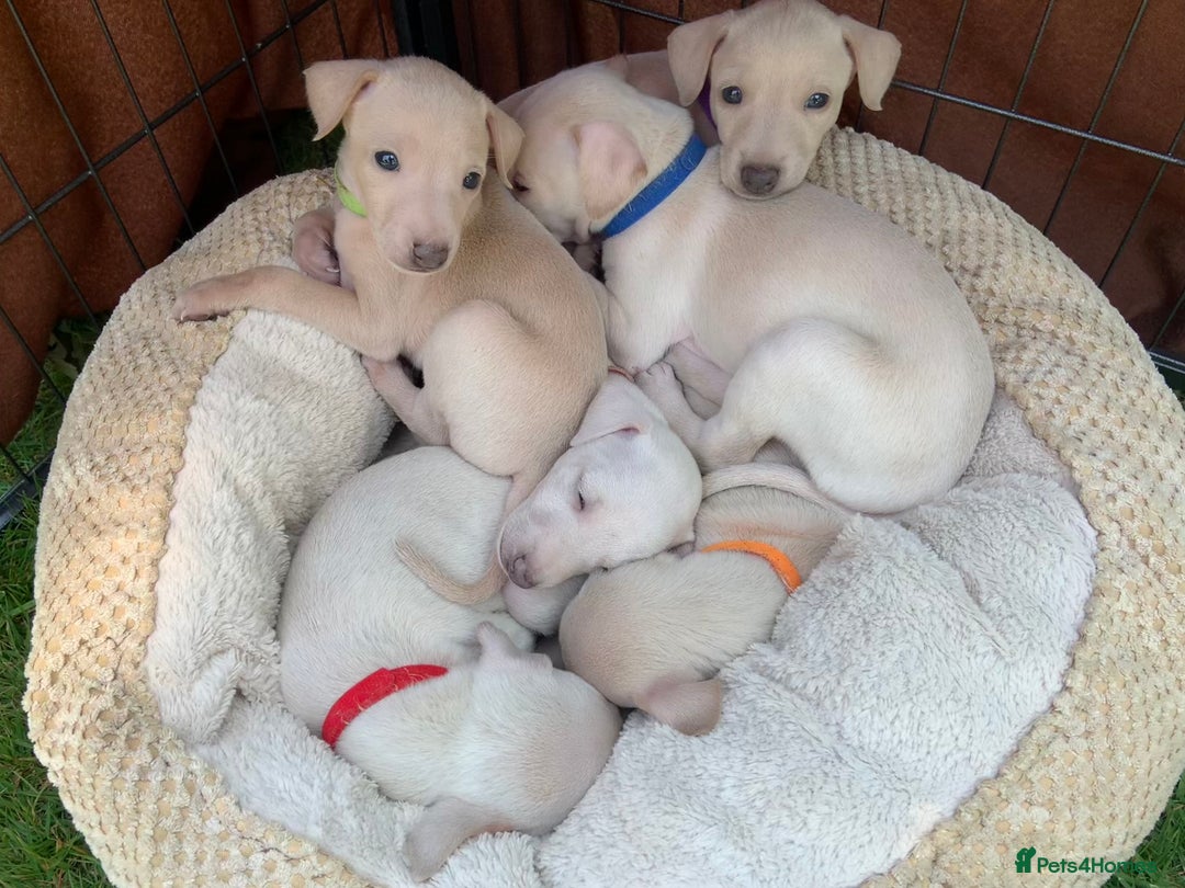 Italian Greyhound dogs for sale: Italian greyhound puppies KC reg European Lineage in Leeds - Image 23