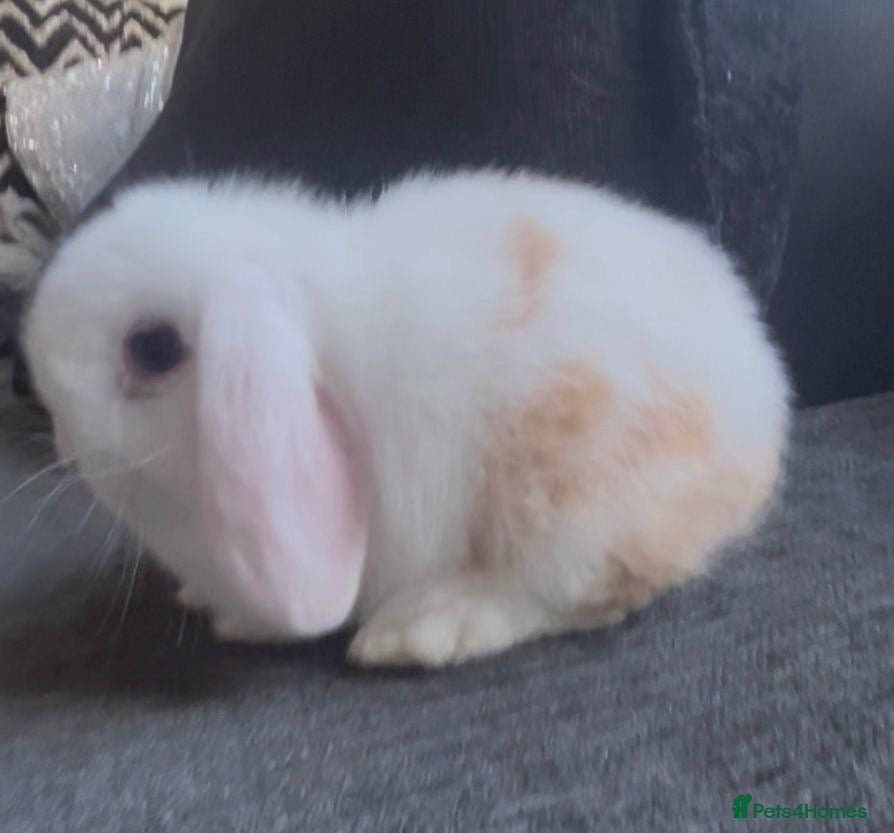 Mini Lop rabbits Beautiful mini lop baby rabbits  - Advert 4