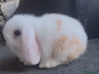 Mini Lop rabbits Beautiful mini lop baby rabbits - Advert 3