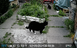 Mixed Breed cats for sale: Ideal Companion cat looking for forever home - Image 4