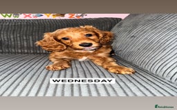 Cockapoo dogs for sale: Cockapoo Puppies for Sale  - Image 3