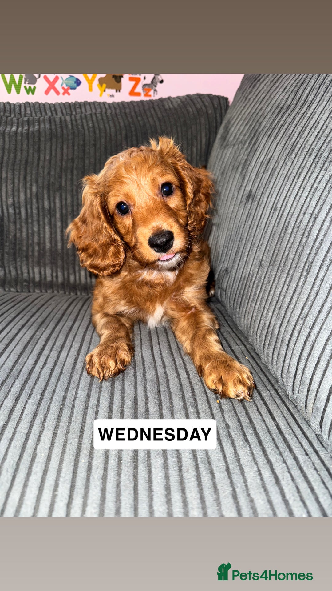Cockapoo dogs for sale: Cockapoo Puppies for Sale  - Image 3