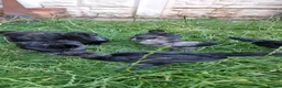 Chickens poultry for sale: Ayam Cemani Chicks – Hatched 12th June – Unsexed - Advert 6