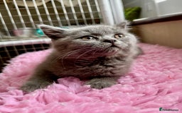 British Longhair cats for sale: British Blue Boys Available x 3 - Image 6