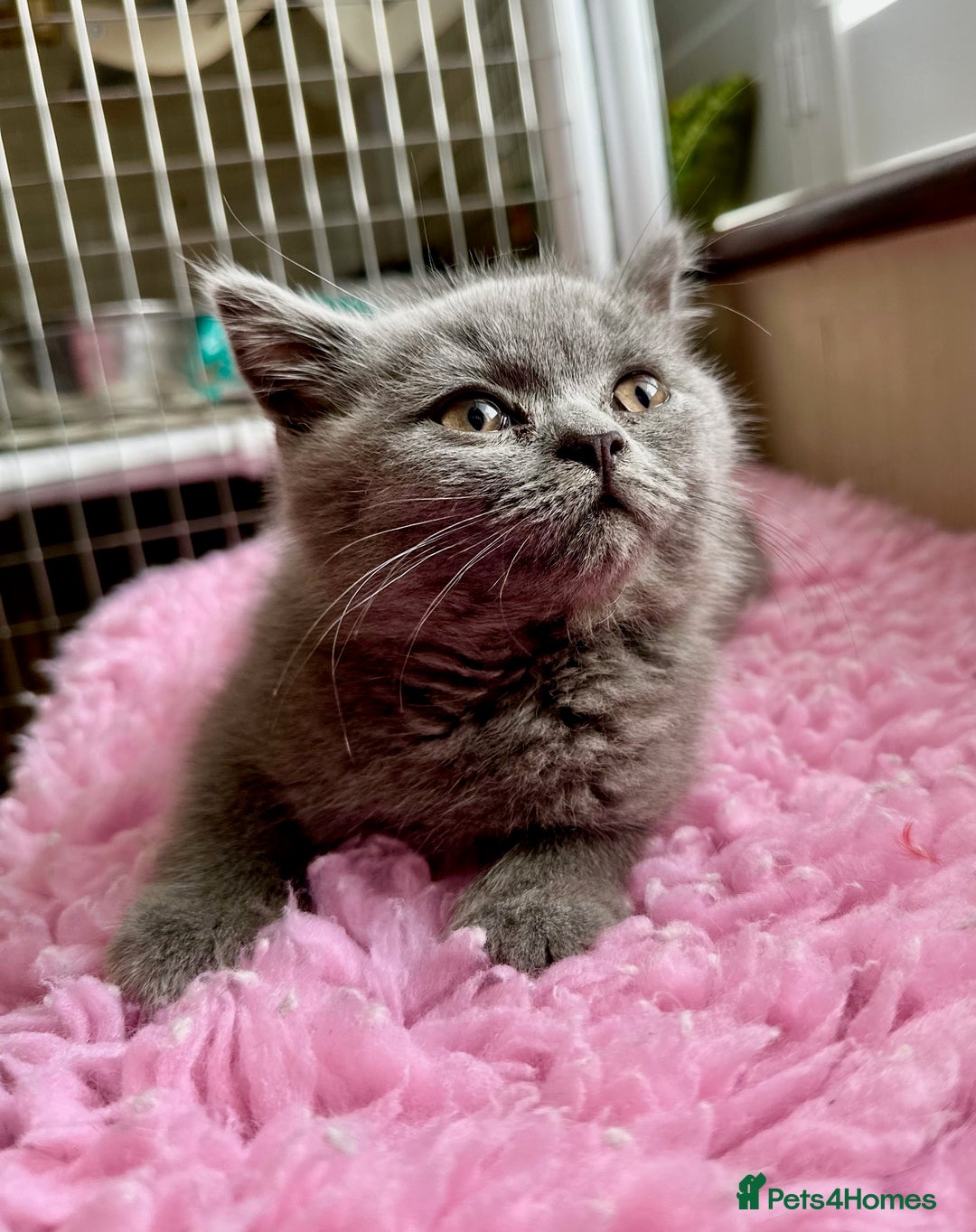 British Longhair cats for sale: British Blue Boys Available x 3 - Image 6