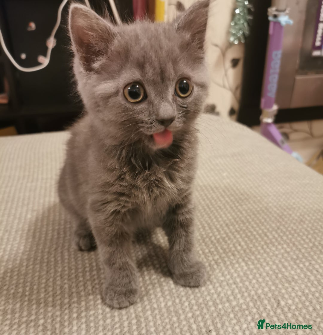 British Shorthair cats for sale: Lovely blue British shorthair kittens  - Advert 4