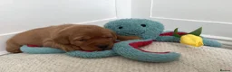 Labrador Retriever dogs for sale: KC Reg Fox Red Labrador Puppies. in New Malden - Advert 7