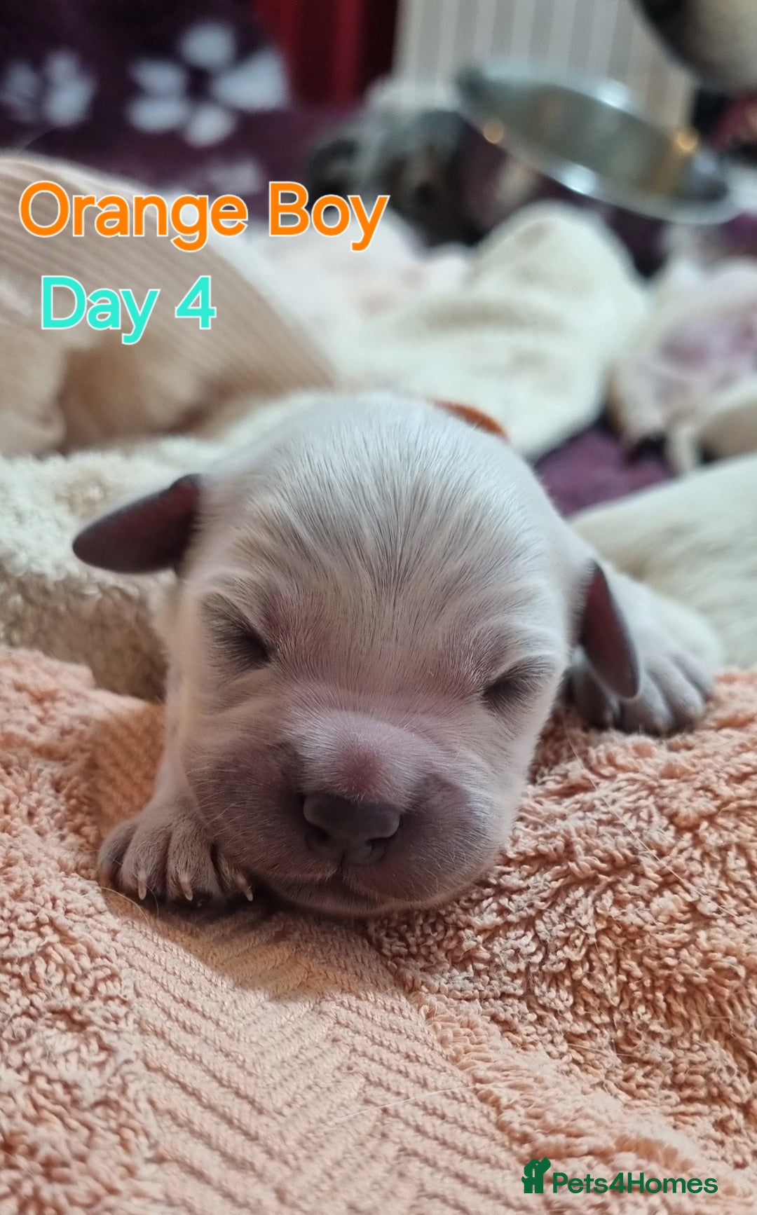 Golden Retriever dogs for sale: Golden Retriever Pups-FULLY HEALTH TESTED PARENTS  - Advert 11