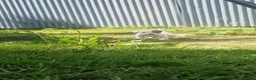 Mixed Breed dogs for sale: Parson Jack Russel Puppies For Sale in Llanfechain - Advert 9