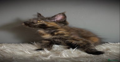 Maine Coon cats - Advert 11