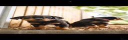 Rottweiler dogs for sale: 🐾 KC Registered Rottweiler Puppies for sale in Huddersfield - Advert 28