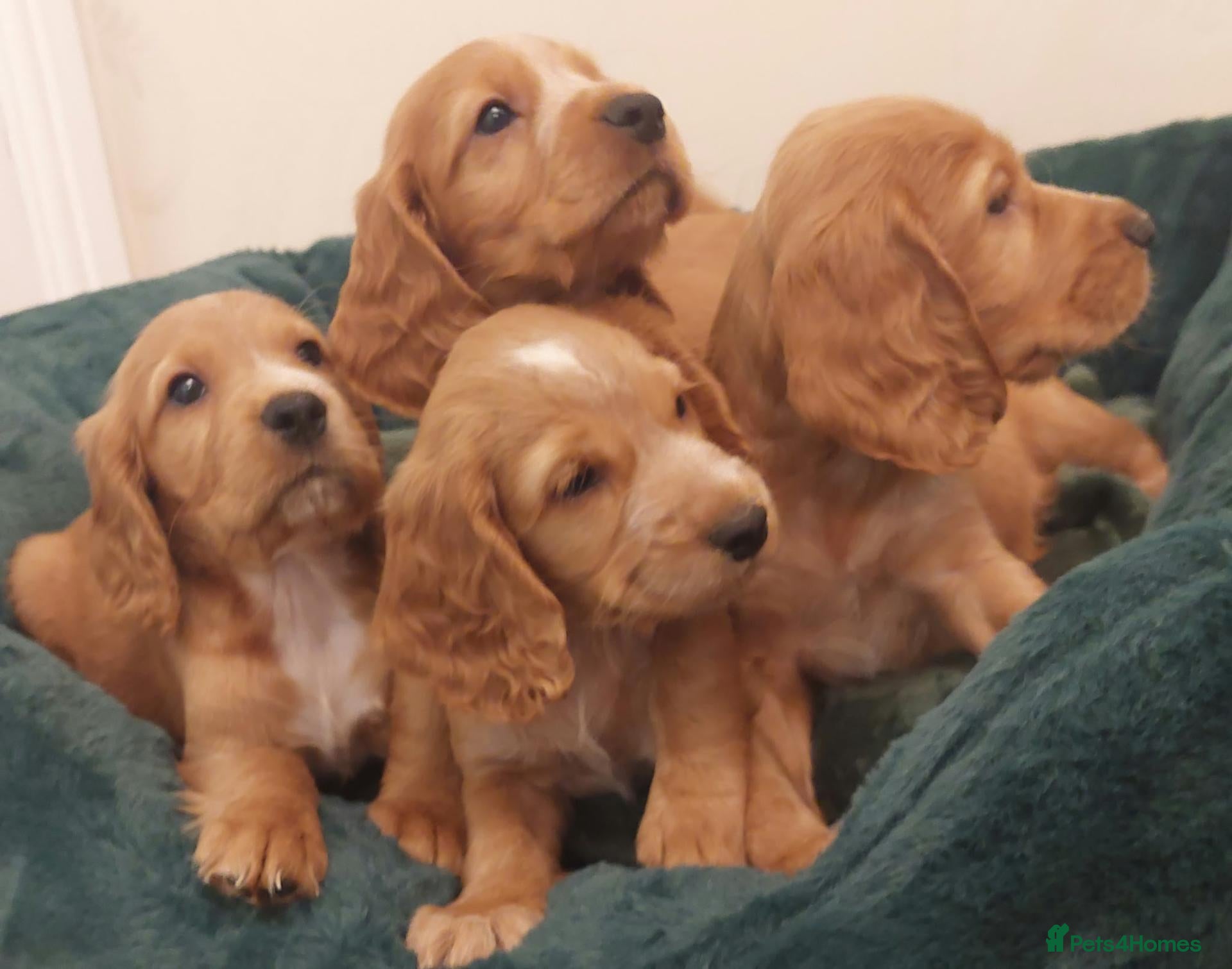 Cocker Spaniel dogs for sale: BEAUTIFUL COCKER SPANIEL PUPPIES - Advert 1
