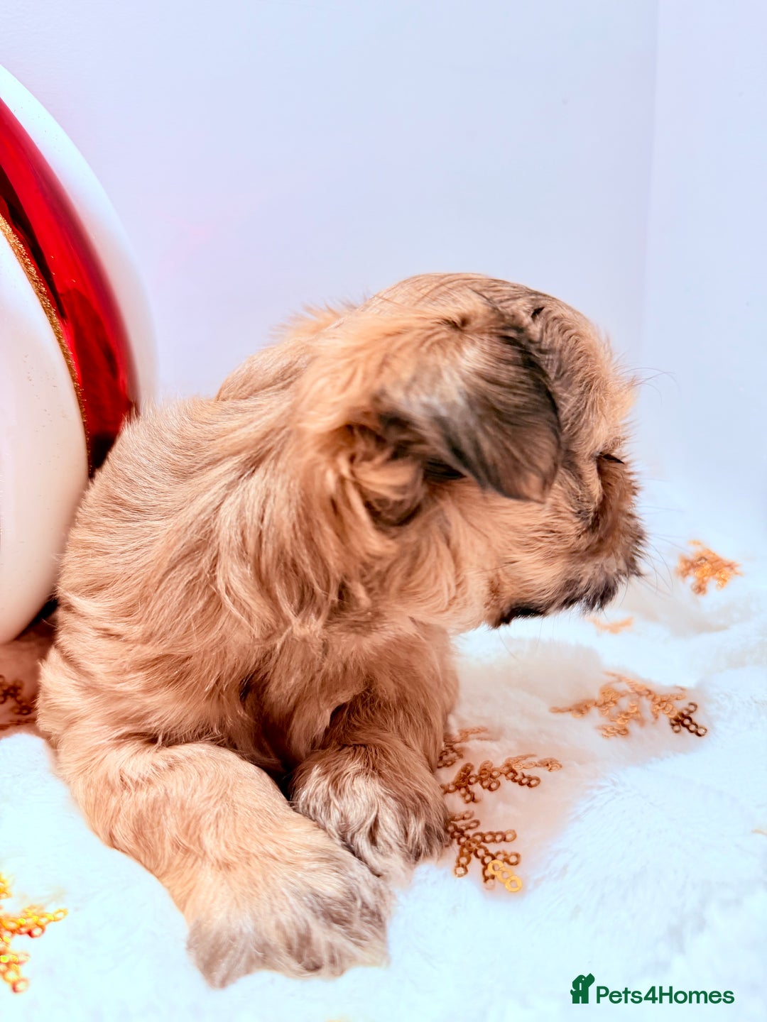 Shih Tzu dogs for sale: 3x Beautiful Pedigree Imperial Shih Tzu Girls - Advert 20