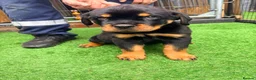 Rottweiler dogs for sale: 2 amazing KC registered rottweiler puppies left - Advert 9