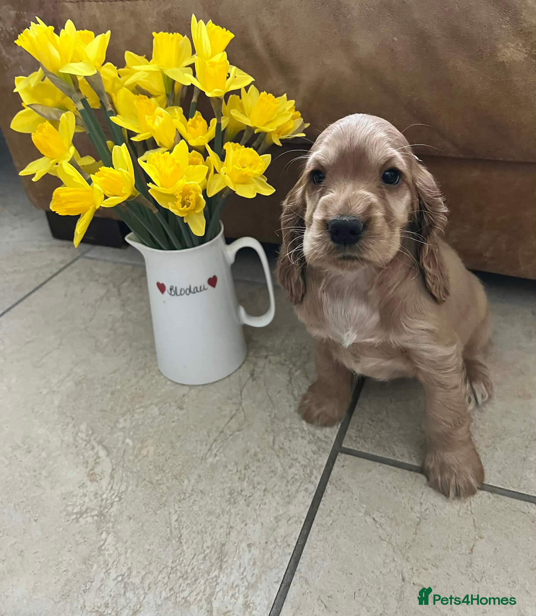 Cocker Spaniel dogs 2 Golden Girls Available.  - Advert 13