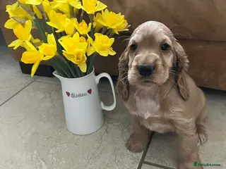 Cocker Spaniel dogs 2 Golden Girls Available. - Advert 13