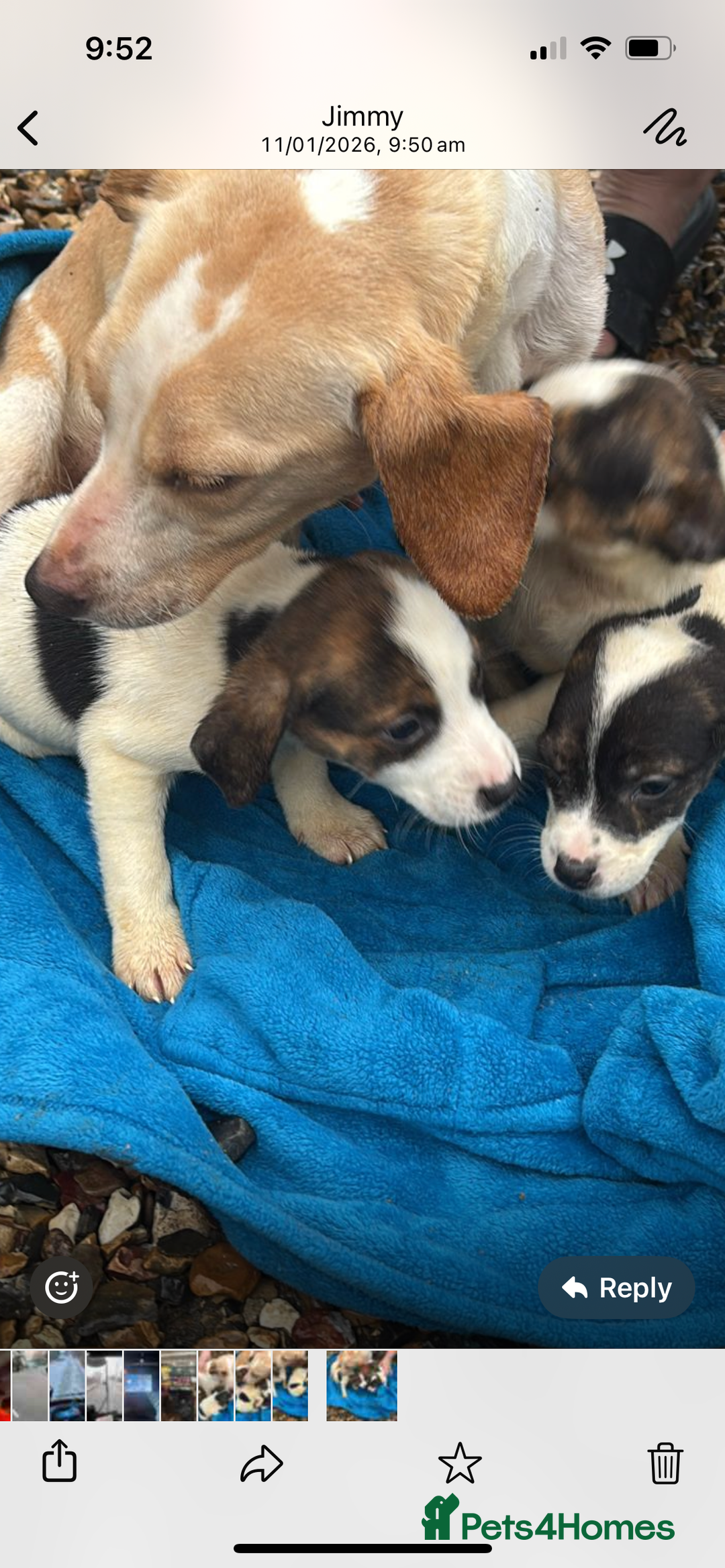 Beagle dogs for sale: Beagle boy puppy  - Advert 11