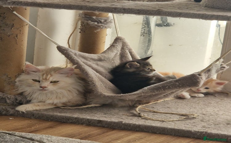 Maine Coon cats - Advert 4