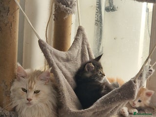 Maine Coon cats - Advert 4