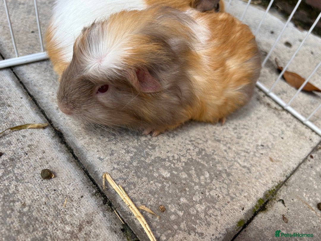 Guinea Pig rodents for sale: Guinea pigs for sale - Image 10