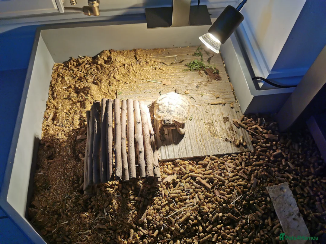 Tortoise reptiles for sale: Herman's tortoise - Advert 5