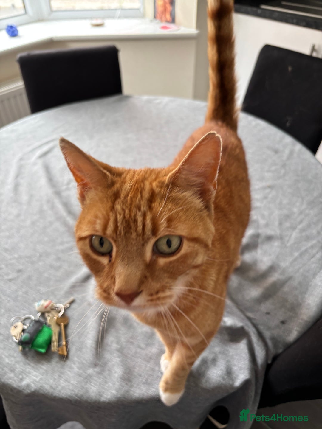 Domestic Shorthair cats for sale: Looking for a loving home  - Image 1