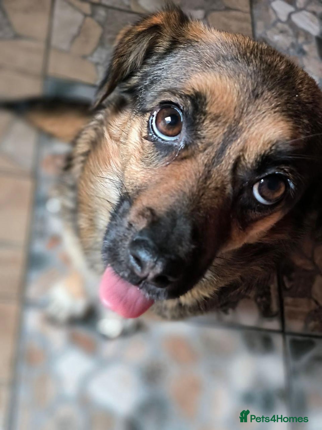 Mixed Breed dogs for adoption: 💖🐶 CHILLY 🐶💖 - Advert 11