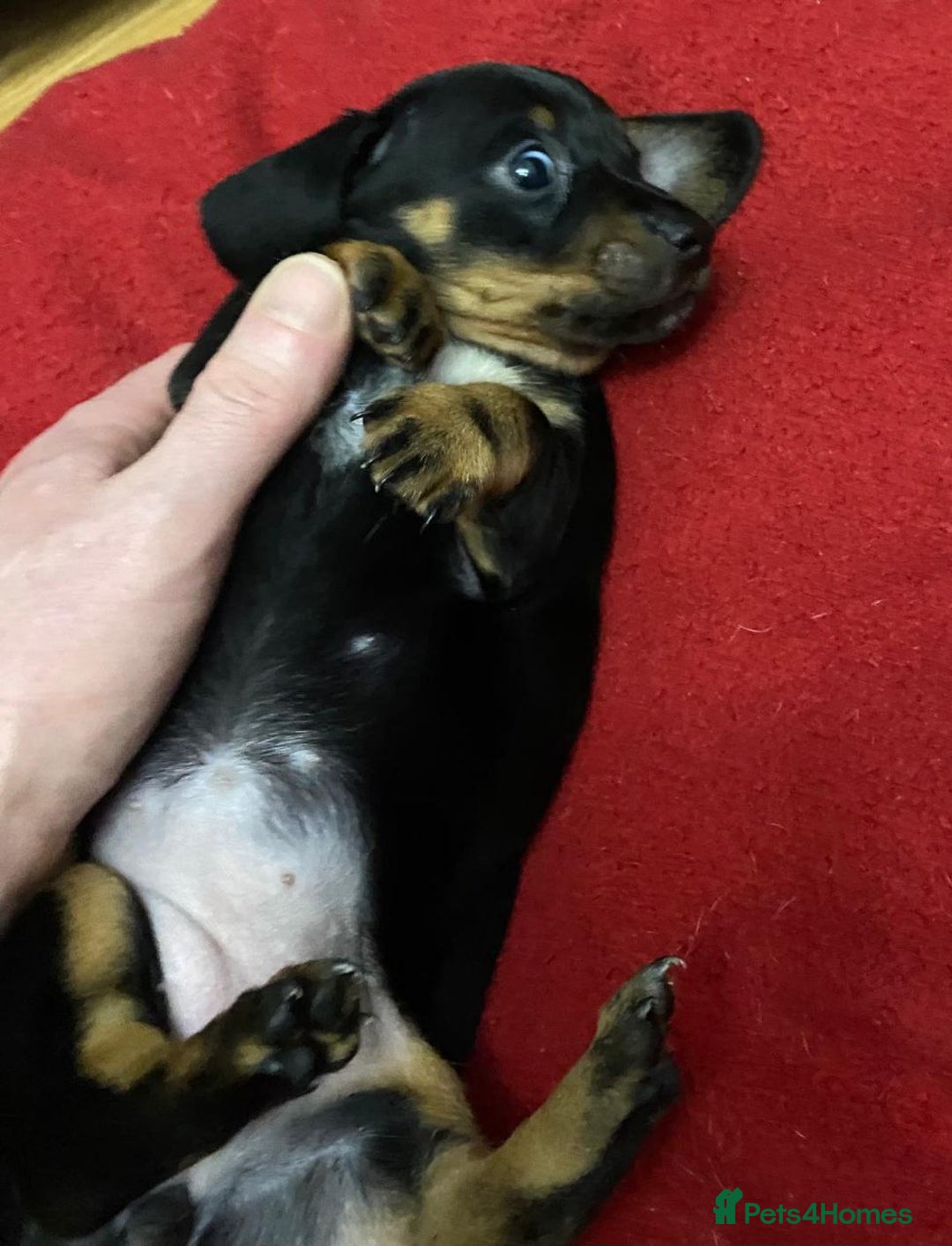 Miniature Dachshund dogs for sale: STUNNING KC PUPPIES - Advert 2