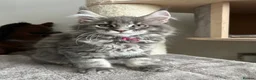 Maine Coon cats for sale: TICA Maine Coon Girls Ready Now DNA clear  - Advert 37