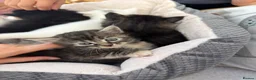 Mixed Breed cats for sale: Fluffy kittens looking for forever home - Advert 8