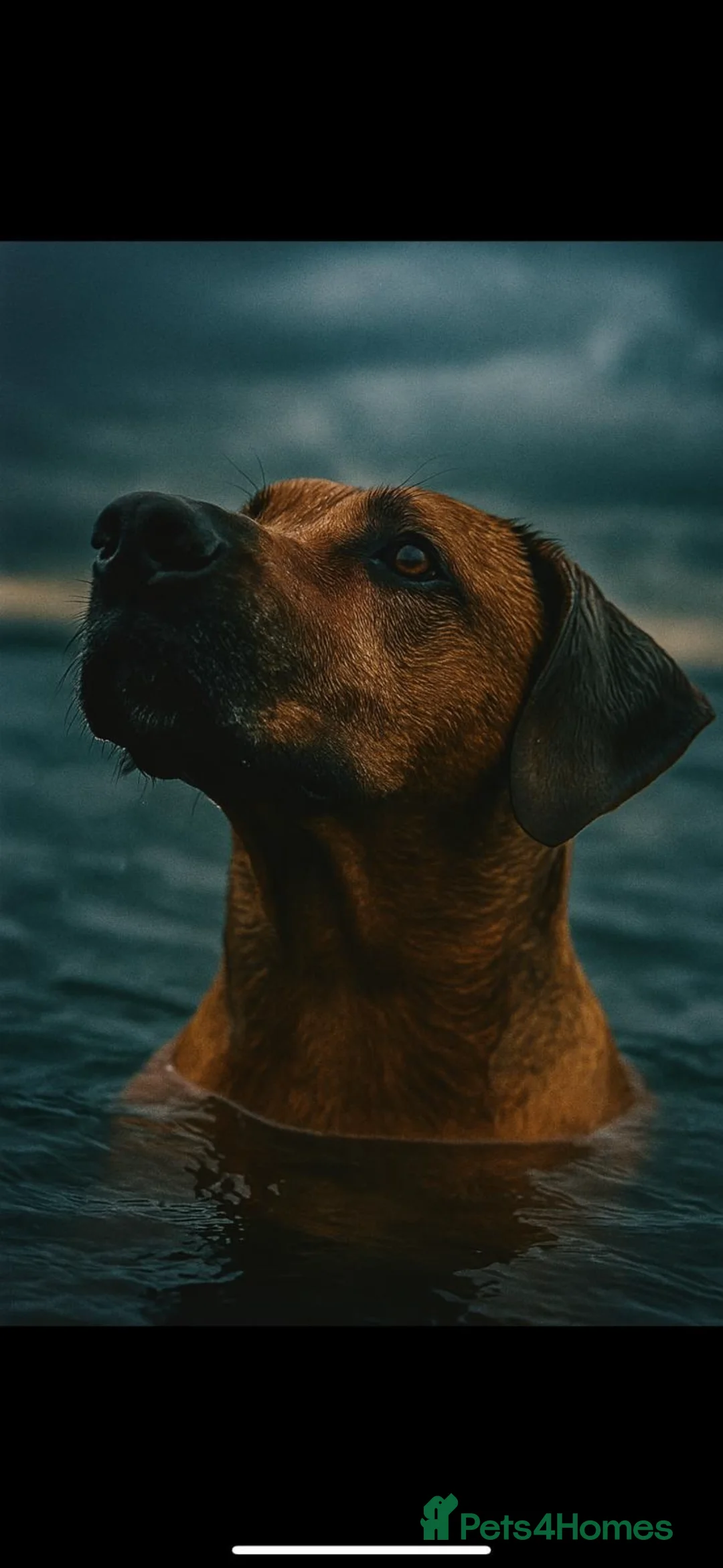 Rhodesian Ridgeback dogs for stud: Rhodesian Ridgeback - Advert 28