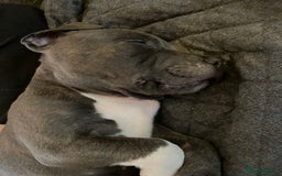 Staffordshire Bull Terrier dogs for sale: Loving Staffy Kobe Needs a New Forever Home 💙 - Image 6