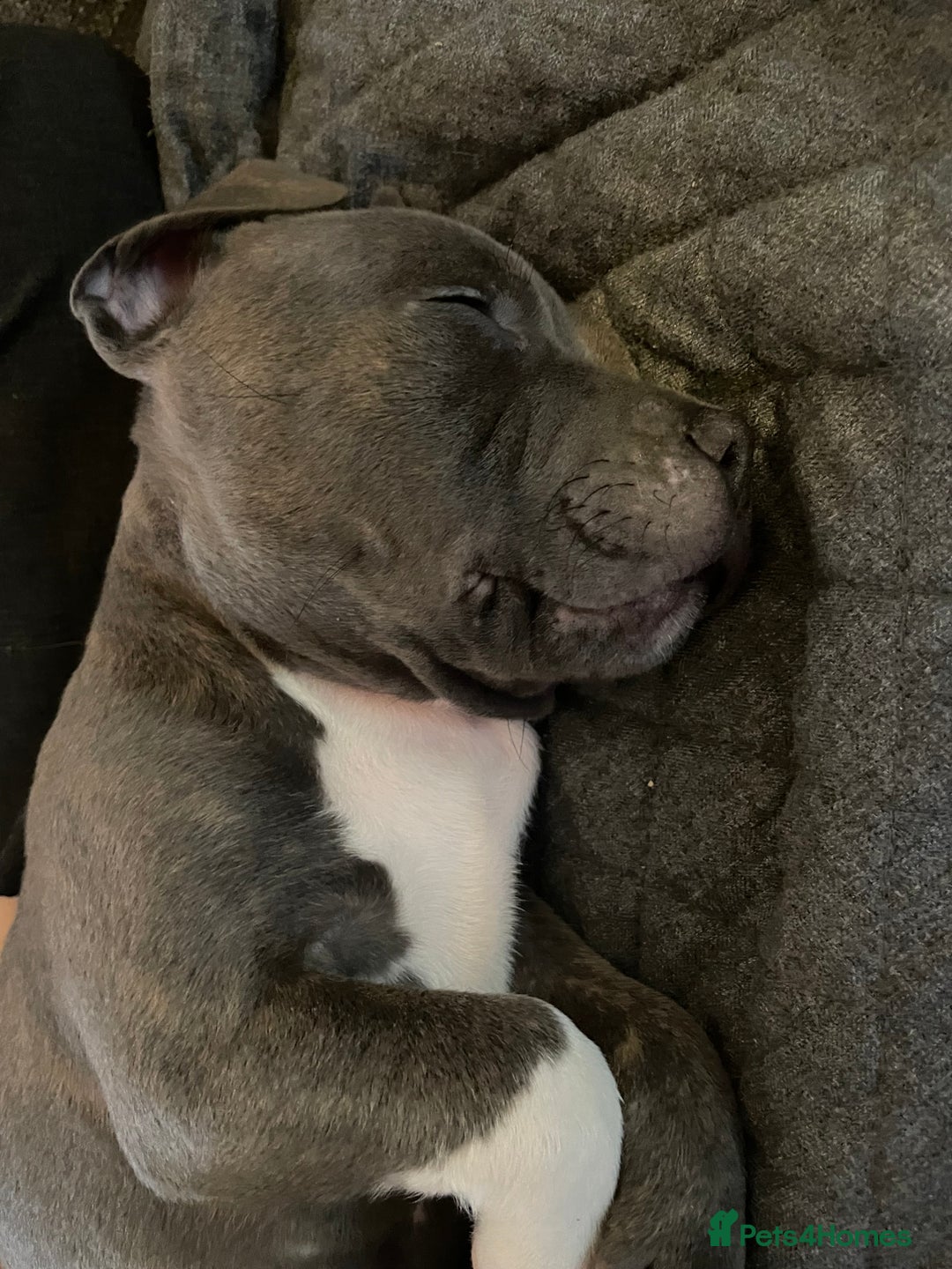 Staffordshire Bull Terrier dogs for sale: Loving Staffy Kobe Needs a New Forever Home 💙 - Image 6