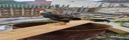 Chickens poultry for sale: Brazilian indio in Stockton-on-Tees - Advert 4