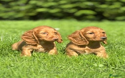 Dachshund dogs for sale: Beautiful miniature long hair dachshund - Image 1