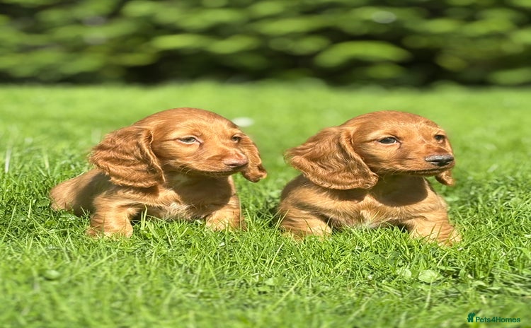 Dachshund dogs - Advert 7