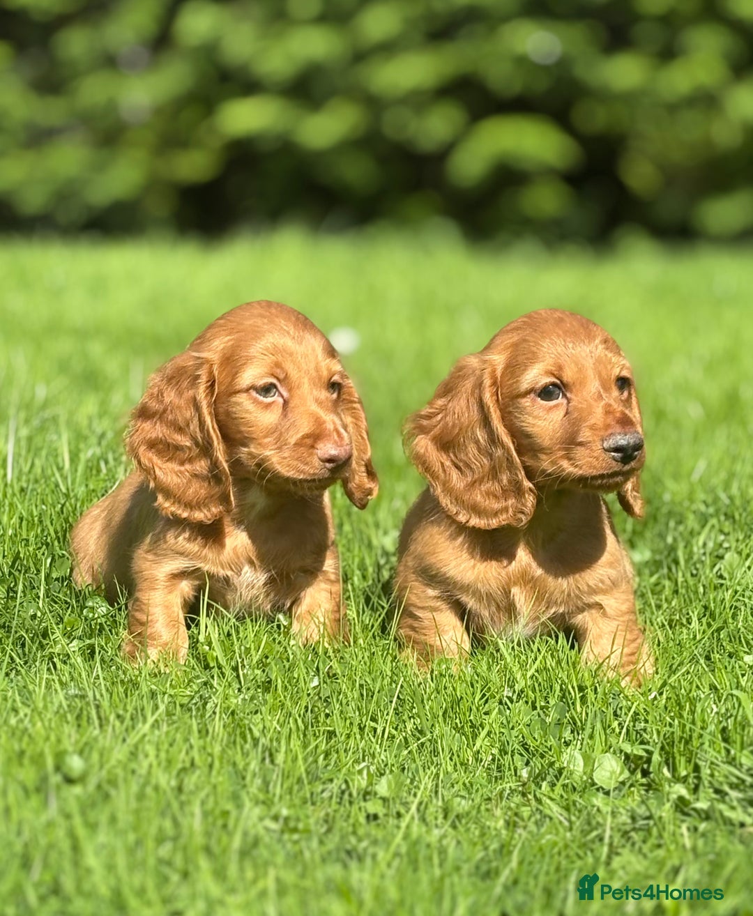 Dachshund dogs for sale: Beautiful miniature long hair dachshund - Image 1