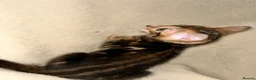 Bengal cats for sale: Bengal kittens - Advert 13