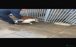 Staffordshire Bull Terrier dogs for sale: Beautiful staff pups for sale - Image 12